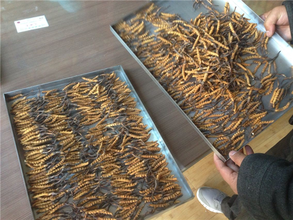 立式冷凍干燥機(jī)在操作時有什么要領(lǐng)可言呢？